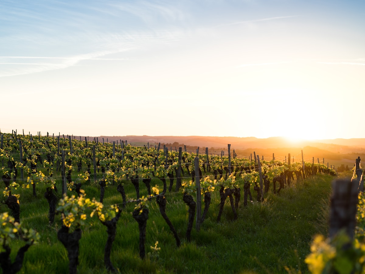 Valley's Edge — rolling vineyard at golden hour